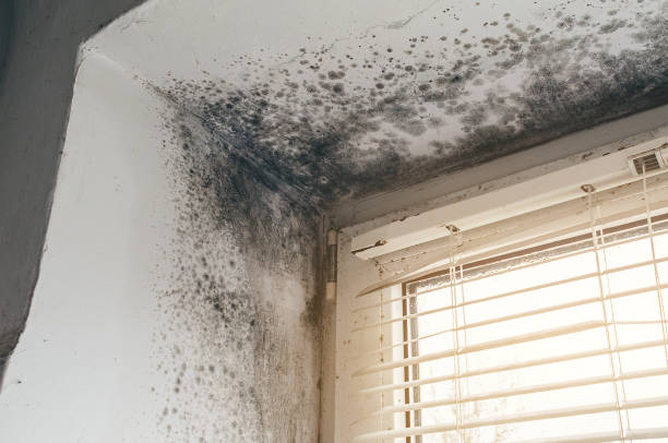 Affordable Mold Remediation solutions in Harrisburg, NC